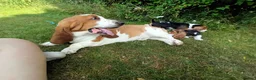 Basset Hound dogs for stud: Red & White KC REG Basset Hound Proven Stud - Advert 15
