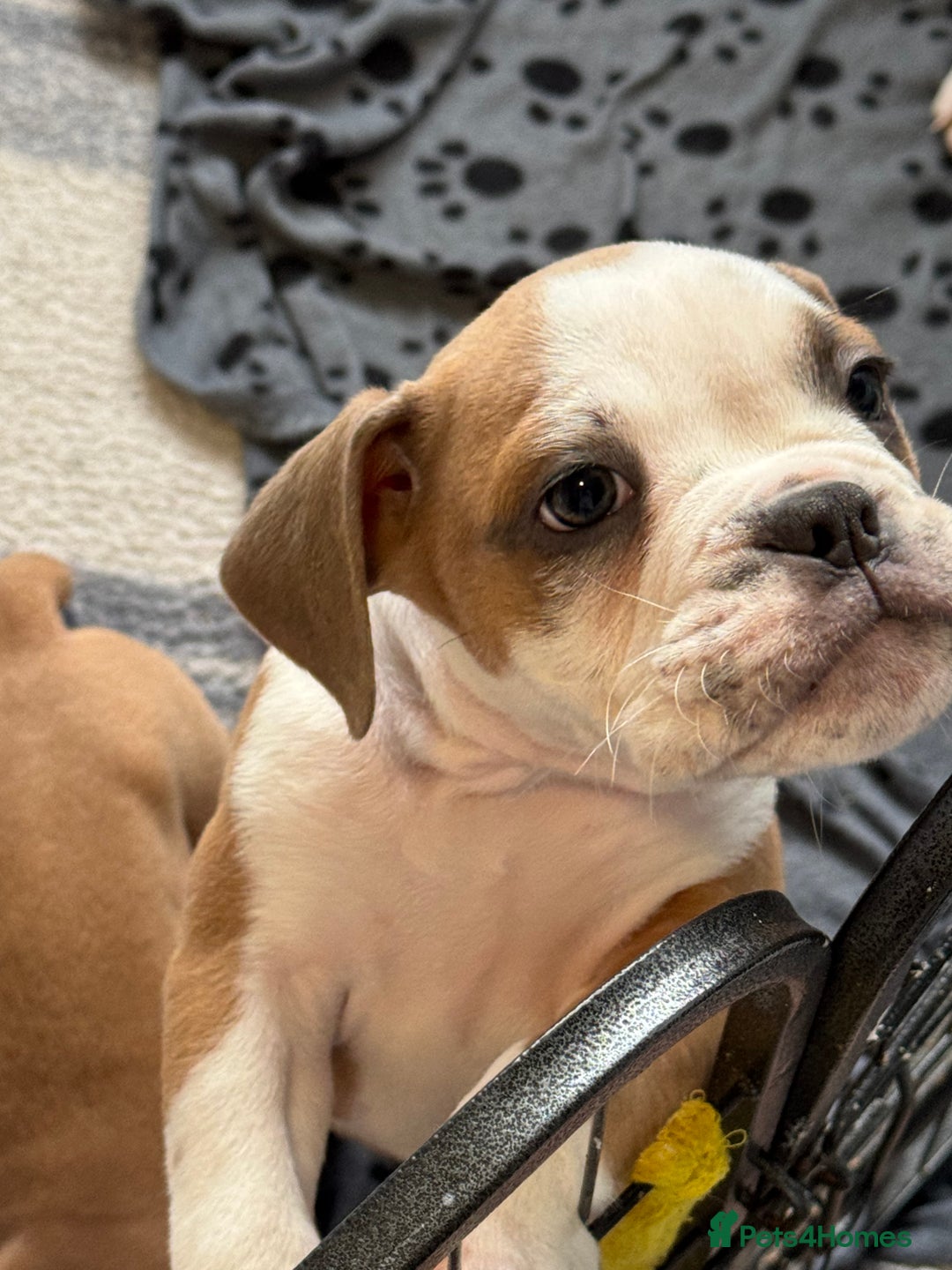 Dorset Olde Tyme Bulldogge dogs for sale: Bulldog puppy - Image 3