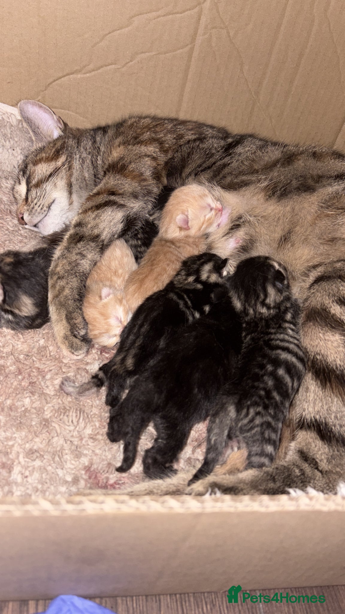 Mixed Breed cats Beautiful litter of kittens  - Advert 1