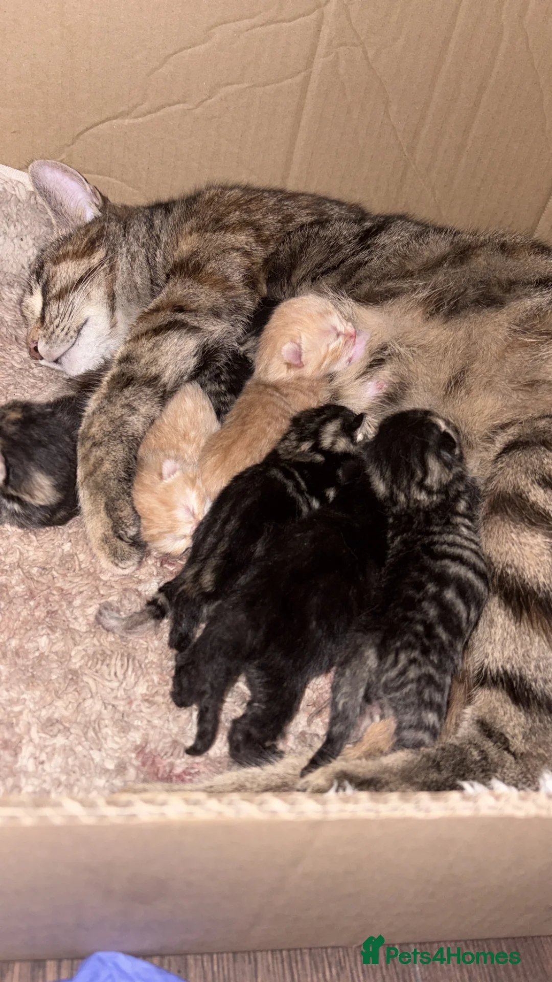 Mixed Breed cats for sale: Beautiful litter of kittens  - Advert 1