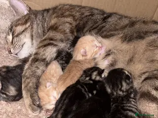 Mixed Breed cats Beautiful litter of kittens - Advert 8