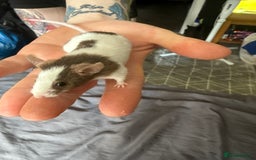 Mouse rodents for sale: 7 male fancy mice for sale (cage included) £50 - Image 1