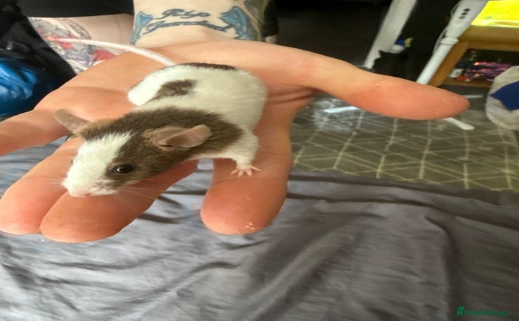 Mouse rodents - Advert 8