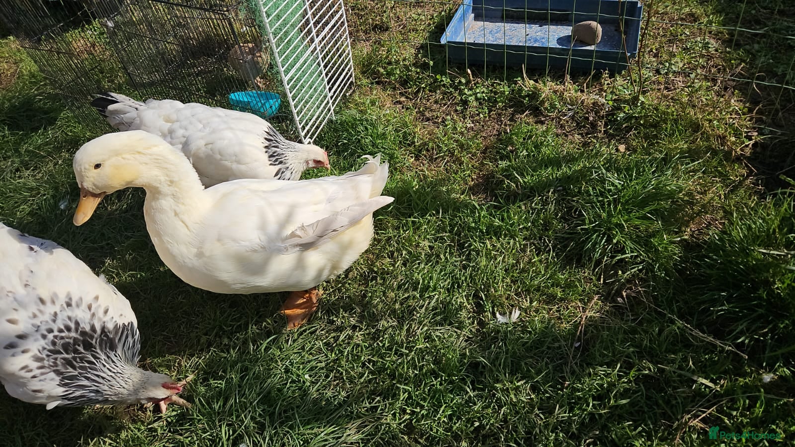 Mixed Breed livestock 🐔🐦 Ducks & Egg-Laying Chickens  – Birmingham - Advert 1