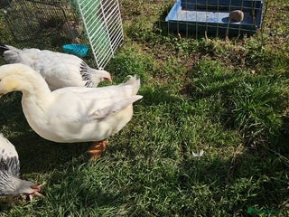 Mixed Breed livestock 🐔🐦 Ducks & Egg-Laying Chickens – Birmingham - Advert 1