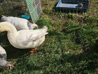 Mixed Breed livestock 🐔🐦 Ducks & Egg-Laying Chickens – Birmingham - Advert 7