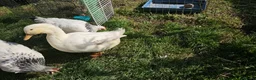 Mixed Breed livestock for sale: 🐔🐦 Ducks & Egg-Laying Chickens  – Birmingham - Advert 1