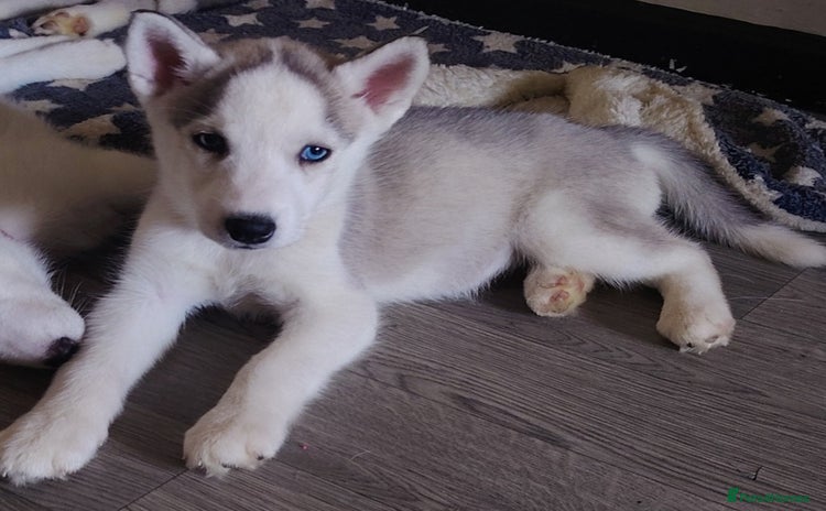 Siberian Husky dogs - Advert 1