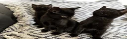 Domestic Shorthair cats for sale: Three beautiful male black kittens in Burnham-on-Sea - Advert 10