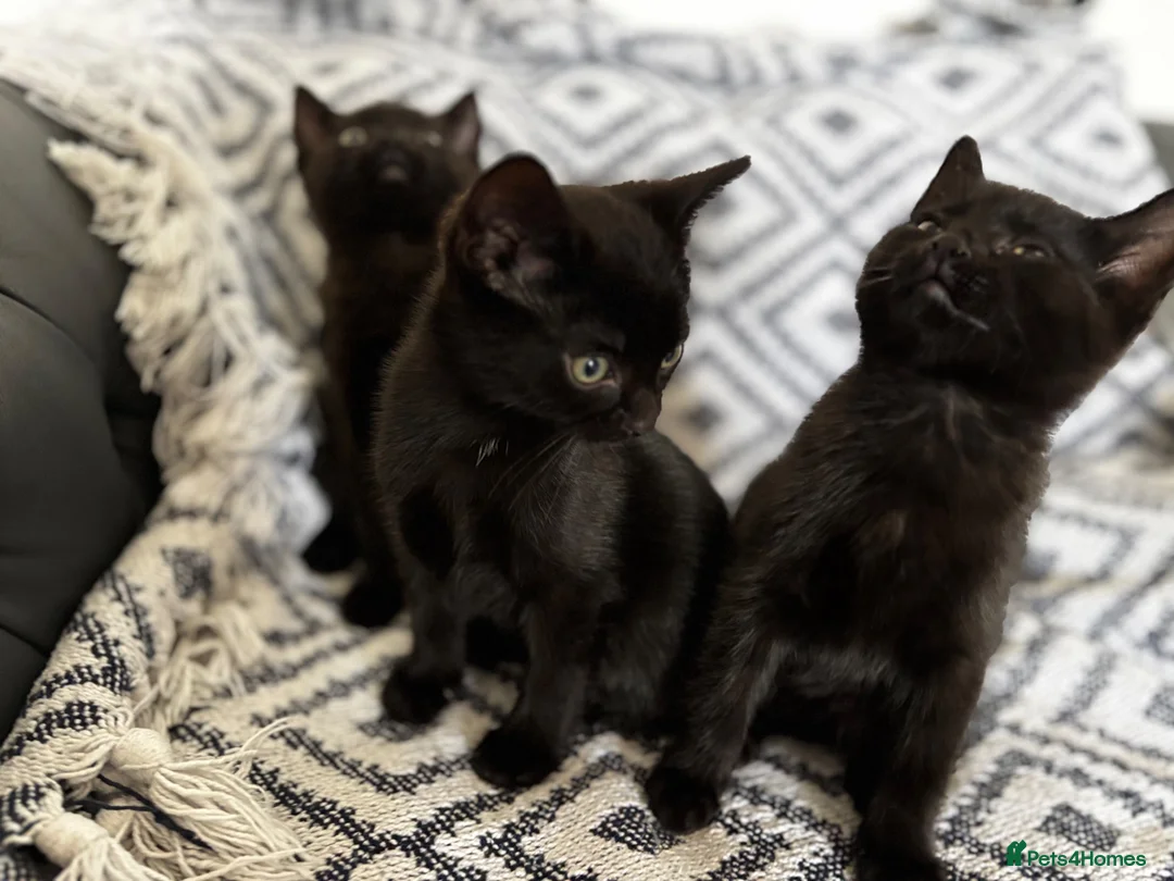 Domestic Shorthair cats for sale: Three beautiful male black kittens in Burnham-on-Sea - Advert 10