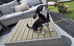 Chihuahua dogs for sale: Seeking a warm lap. - Image 1