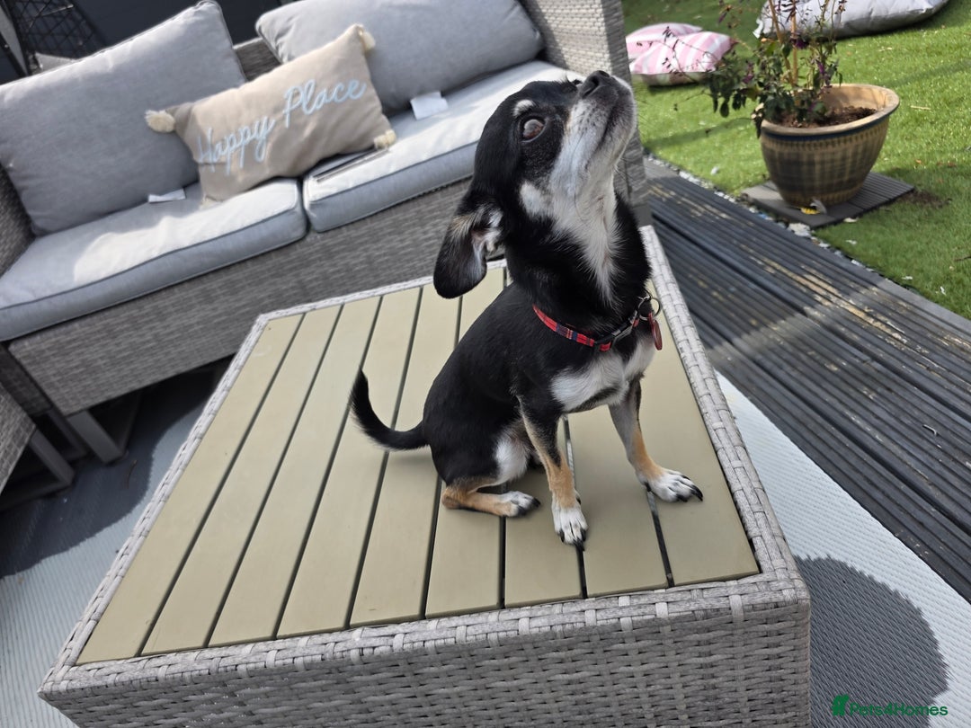 Chihuahua dogs for sale: Seeking a warm lap. - Image 1
