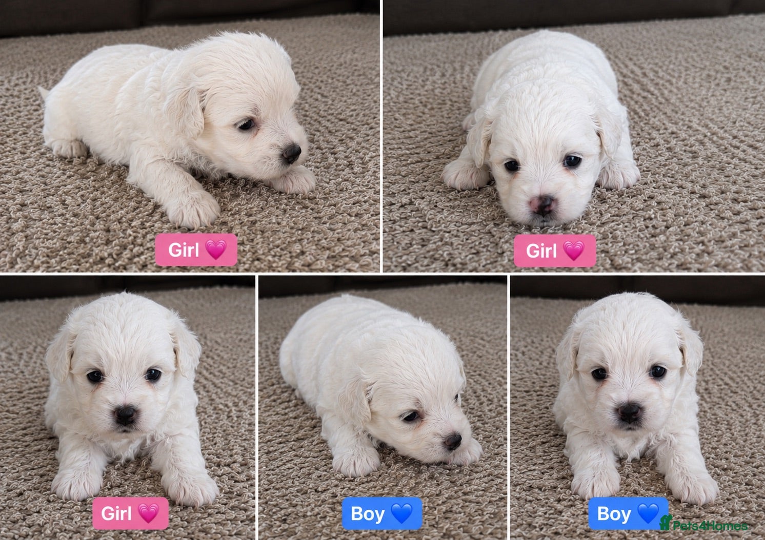 Bichon Frise dogs 5 Beautiful Bichon Frise Puppies - Advert 14