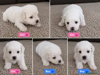 Bichon Frise dogs 5 Beautiful Bichon Frise Puppies - Advert 14