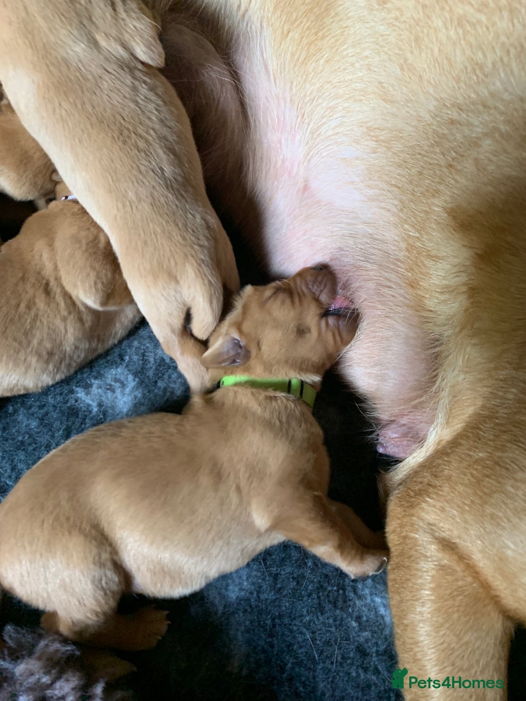 Labrador Retriever dogs for sale: Beautiful Fox Red Labrador Puppies - Image 6