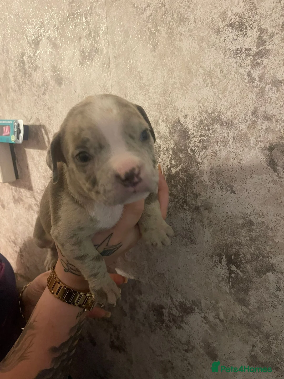 American Bully dogs for sale: ABKC reg bullies for sale  - Advert 2