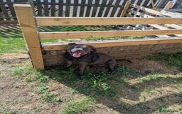 Staffordshire Bull Terrier dogs for sale: Blue staff for sale  - Image 26