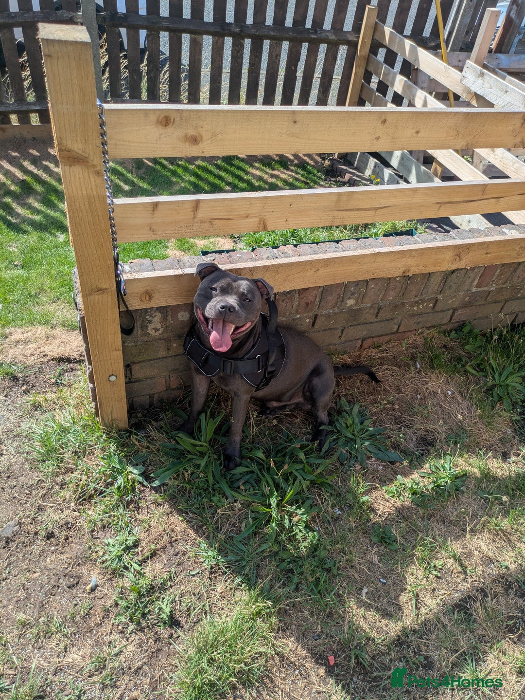 Staffordshire Bull Terrier dogs for sale: Blue staff for sale  - Image 26