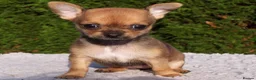 Chihuahua dogs for sale: Chihuahua puppies  - Advert 2
