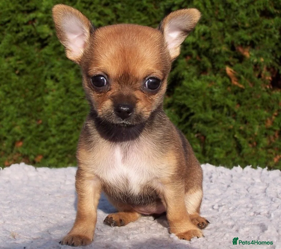 Chihuahua dogs for sale: Chihuahua puppies  - Advert 2
