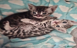 Bengal cats for sale: 🌟 Premium Bengal Tica Kittens – 5★Breeder 🌟 - Image 3