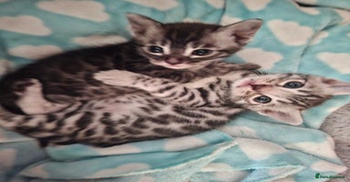 Bengal cats - Advert 10