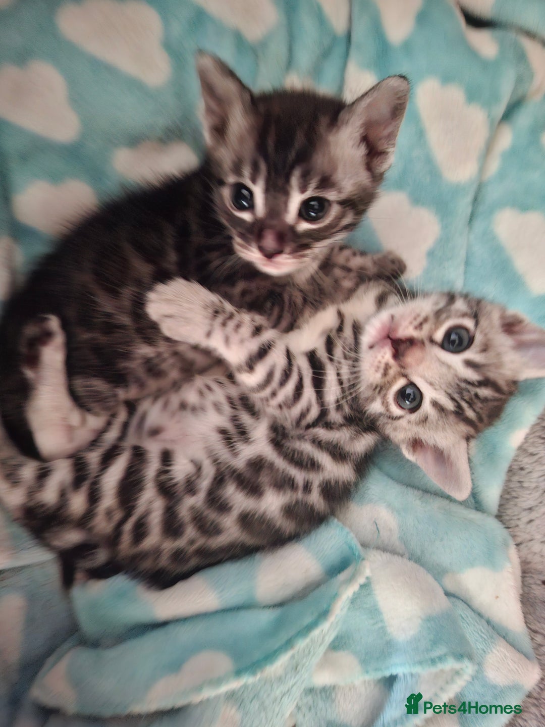 Bengal cats for sale: 🌟 Premium Bengal Tica Kittens – 5★Breeder 🌟 - Image 3