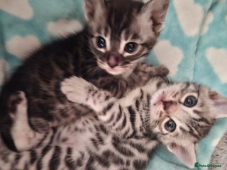Bengal cats - Advert 3