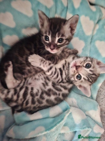 Bengal cats - Advert 9