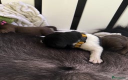Newfoundland dogs for sale: KC registered Newfoundland Puppies. Health tested - Image 9