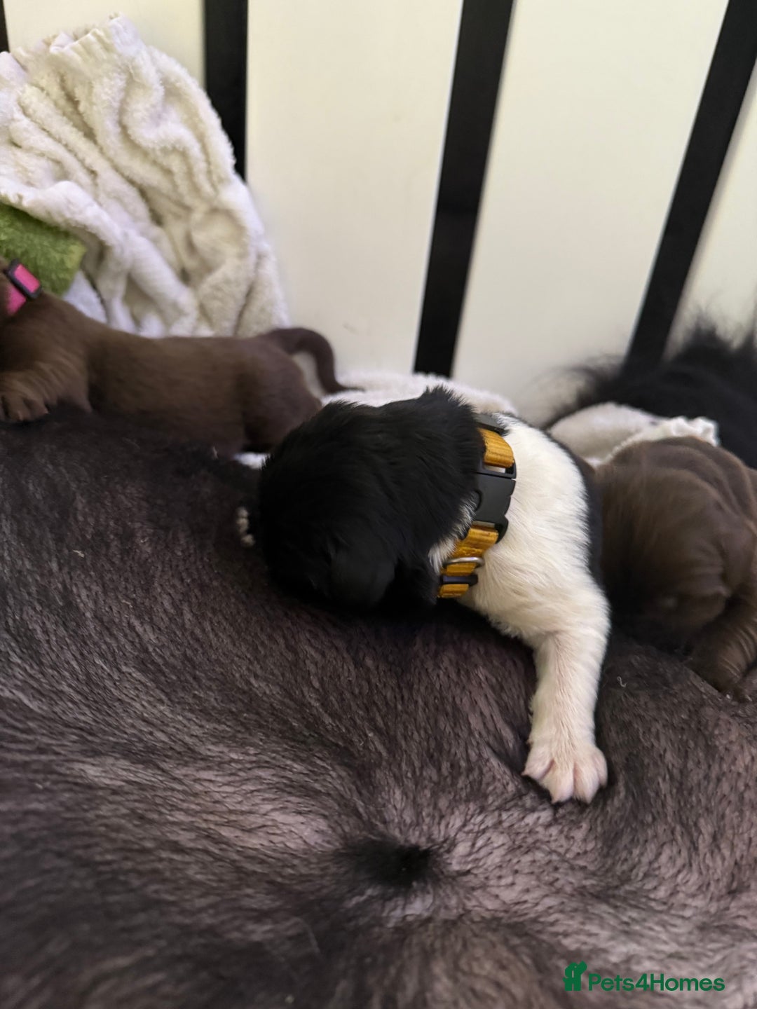 Newfoundland dogs for sale: KC registered Newfoundland Puppies. Health tested - Image 9