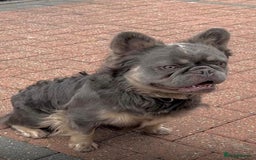 French Bulldog dogs for sale: Exclusive French bulldog puppies  - Image 11