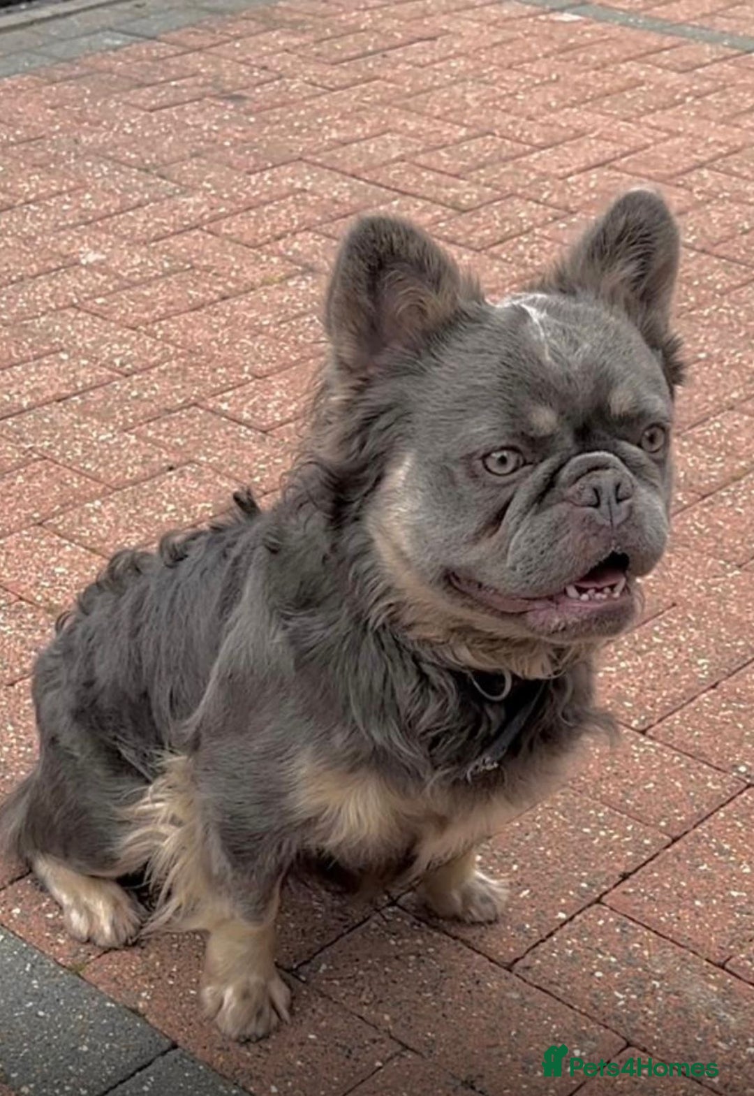 French Bulldog dogs for sale: Exclusive French bulldog puppies  - Image 11