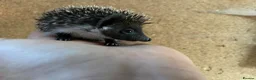 Pygmy Hedgehog rodents for sale: African Pygmy hedgehogs  - Advert 8