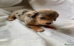 Miniature Dachshund dogs for sale: Miniature dachshund dapples - Image 13