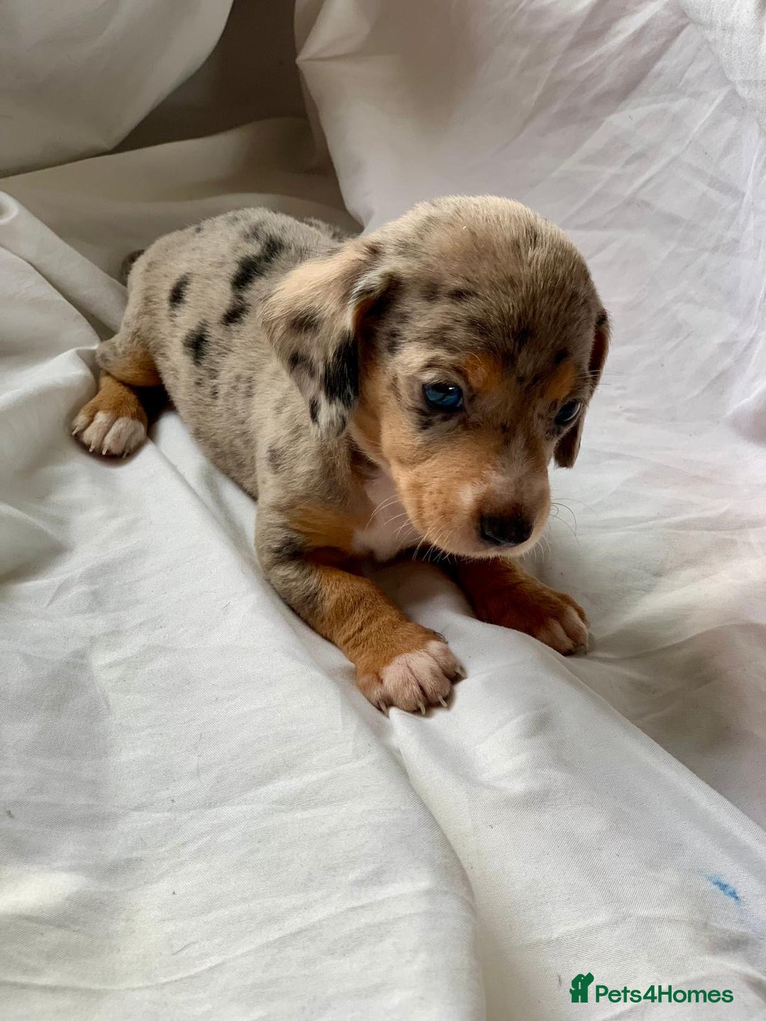 Miniature Dachshund dogs for sale: Miniature dachshund dapples - Image 13