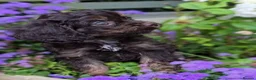 Cavapoo dogs for sale: F1 Cavapoo Puppies  - Advert 9