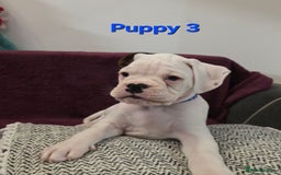 Boxer dogs for sale: KC REGISTERED Puppies-1x Gourgess Puppy available - Image 7