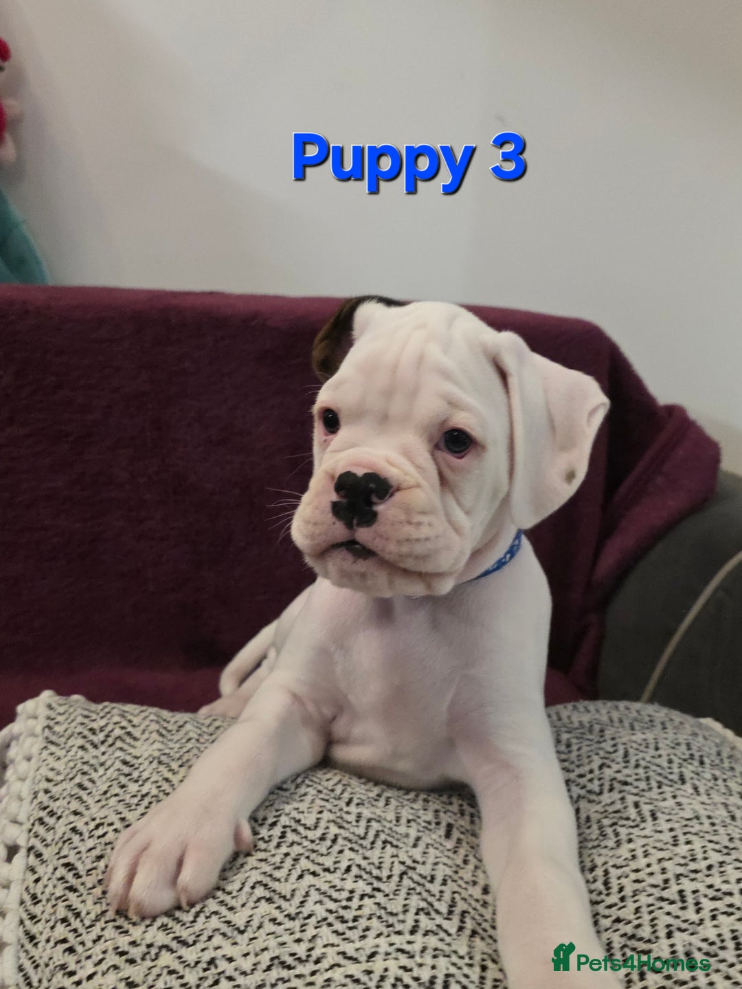 Boxer dogs for sale: KC REGISTERED Puppies-1x Gourgess Puppy available - Image 7
