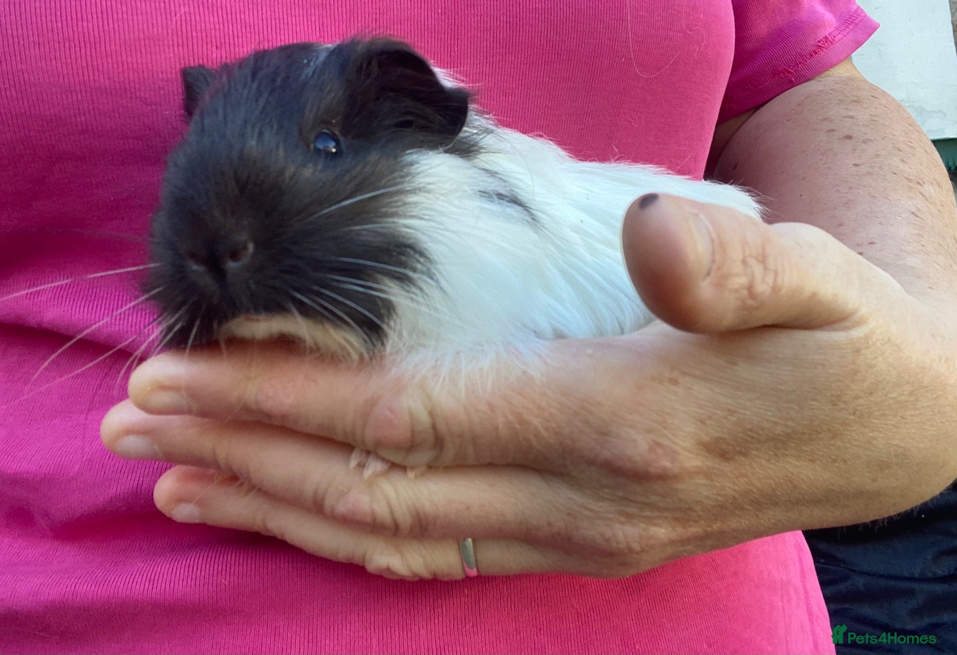 Guinea Pig rodents Guinea pigs  - Advert 1