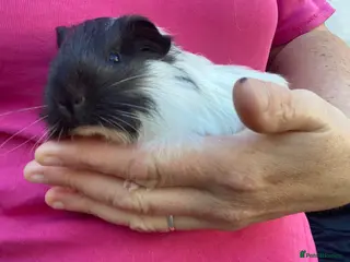 Guinea Pig rodents Guinea pigs - Advert 1