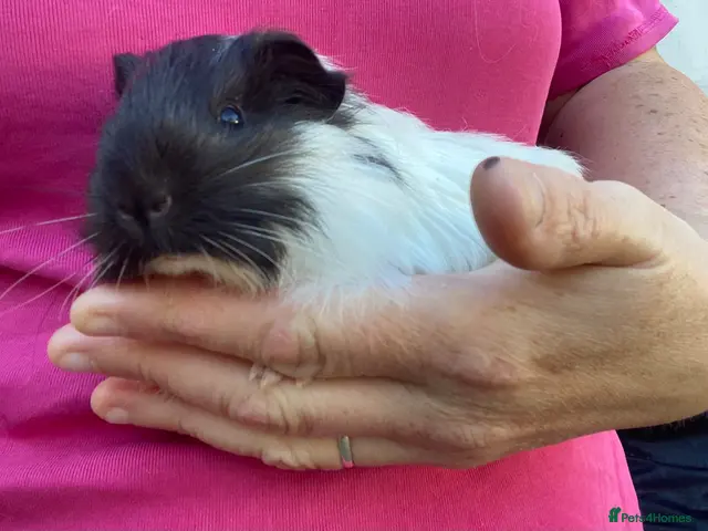 Guinea Pig rodents Guinea pigs - Advert 1