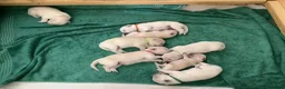 Golden Retriever dogs for sale: Golden retriever puppies in Bedford - Advert 3