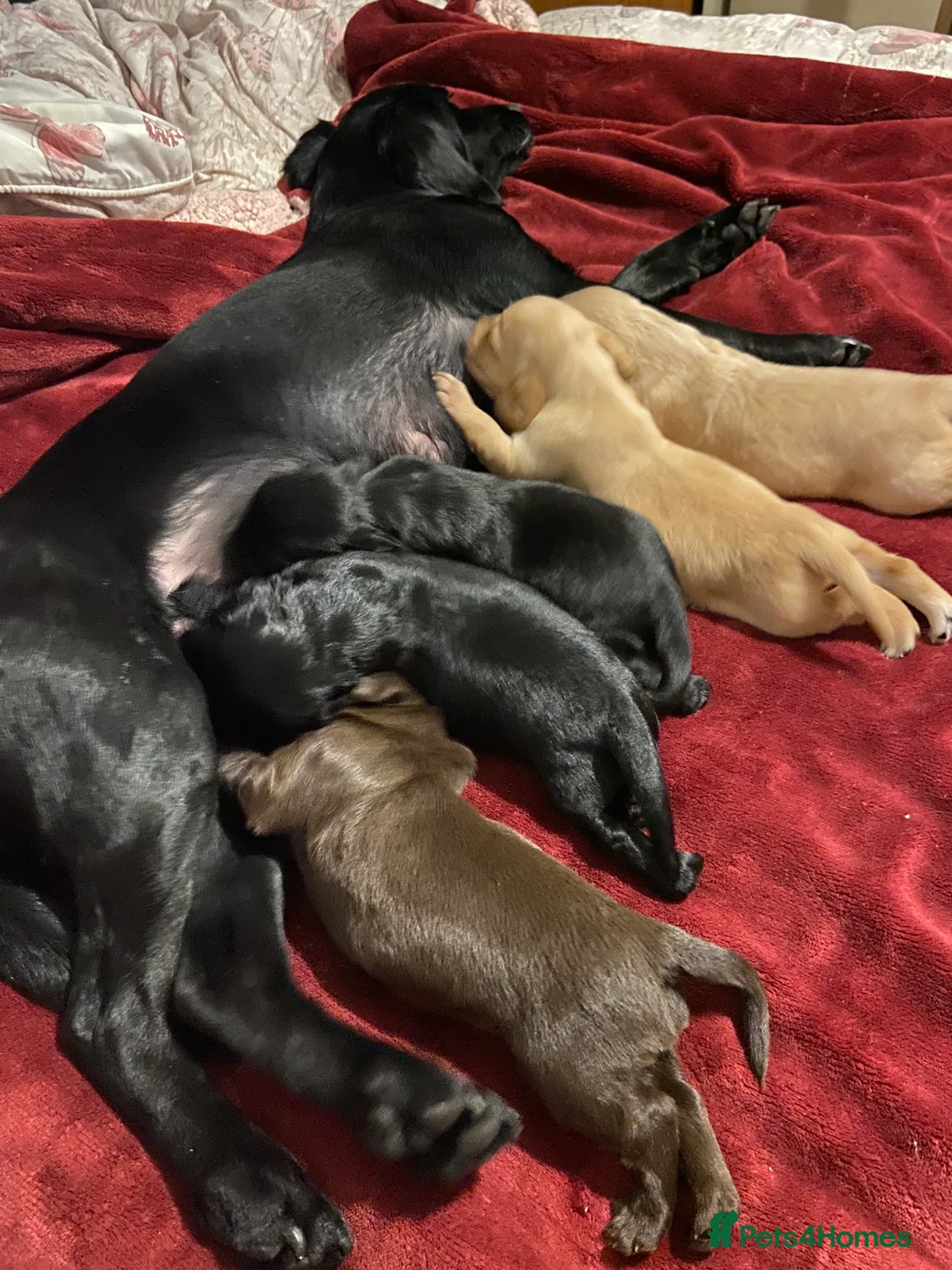 Cockerdor dogs for sale: Cockerdor puppies for sale  in Amersham - Advert 8