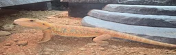Bearded Dragon reptiles for sale: Red hypo normal wild and vivariums  in Tipton - Advert 2