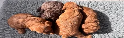 Cockapoo dogs for sale: 🐶 4 Stunning F1B Cockapoo Puppies for Sale 🏡💖 - Advert 1