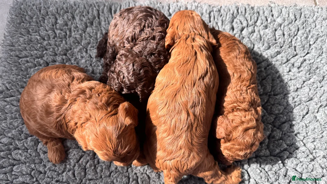 Cockapoo dogs for sale: 🐶 4 Stunning F1B Cockapoo Puppies for Sale 🏡💖 - Advert 1