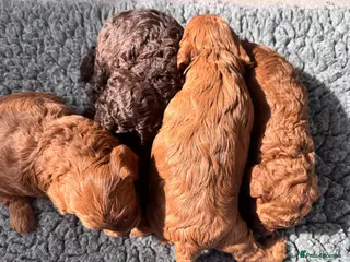 Cockapoo dogs 🐶 4 Stunning F1B Cockapoo Puppies for Sale 🏡💖 - Advert 2