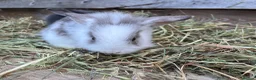 Mini Lop rabbits for sale: Gorgeous pure Mini lops and mini lion lops  - Advert 10