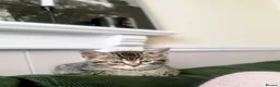 Mixed Breed cats for sale: Bengal Marble & American Shorthair  - Advert 16